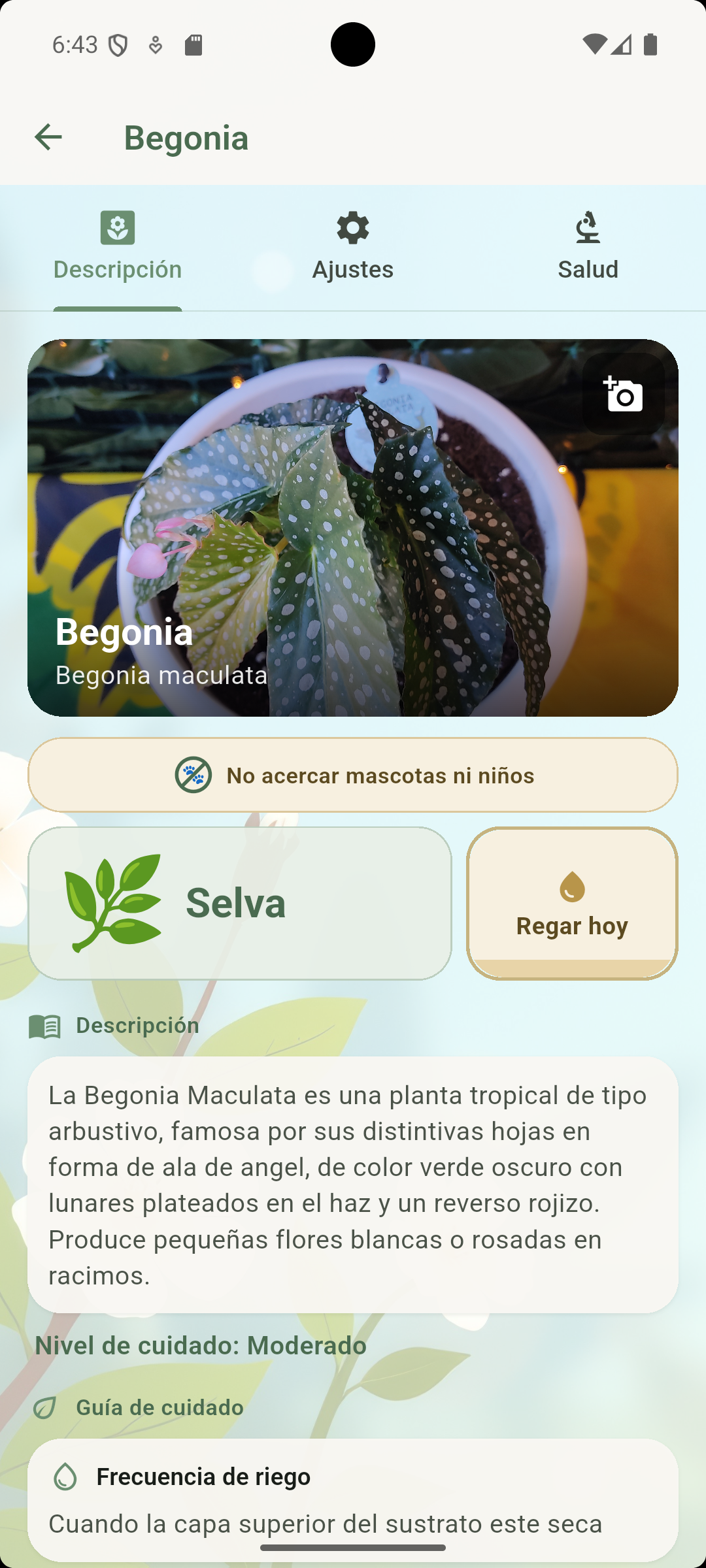 JardinerIA — Ficha Begonia maculata con descripción y guía