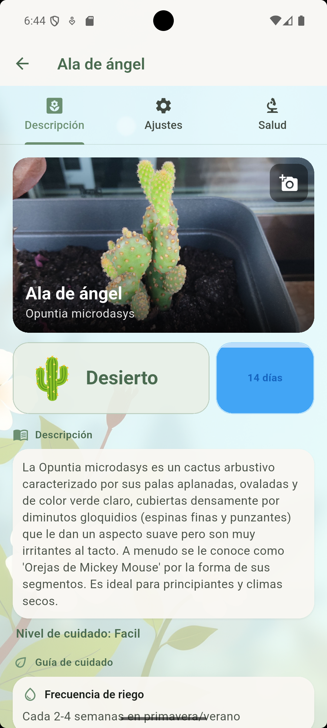 JardinerIA — Ficha Ala de ángel con descripción y guía