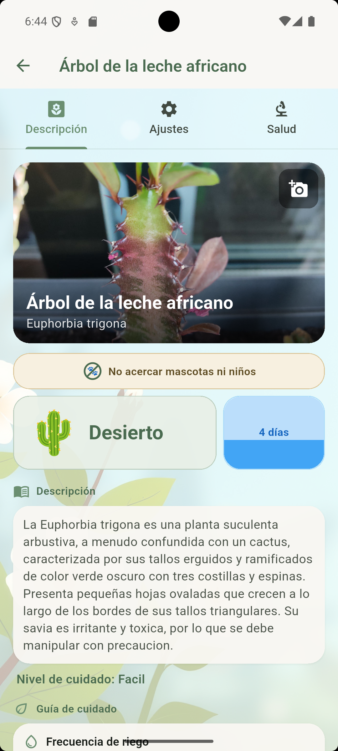 JardinerIA — Ficha Árbol de leche africano con descripción y guía